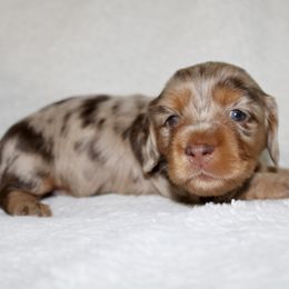 Presley - Dapple female Dachshund puppy in Fairfax, Iowa from Grayson’s Lovable Dachshunds