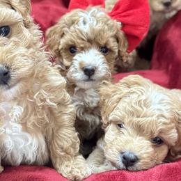 Goldendoodles from Paws of Doodlws