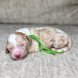 Rusty - Apricot male Goldendoodle puppy in Lamar, Colorado from Jozlyn’s Pups
