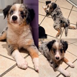 Tails - Blue merle male Miniature Australian Shepherd puppy in Brooker, Florida from Honey, I Shrunk the Aussies