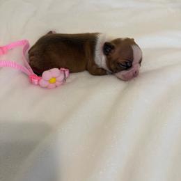 Luna - Red female Boston Terrier puppy in Richburg, South Carolina from Hidden Valley Bostons