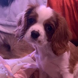 Blenheim girl - Marcia - Blenheim Cavalier King Charles Spaniel puppy in Zion Crossroads, Virginia from Karma's Cavaliers