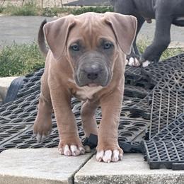 Brax - Blue fawn male American Bully puppy in Union County, North Carolina from XLRG BULLIES