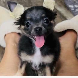Bentley - Blue and tan male Chihuahua puppy in Summerfield, Florida from Uey’s Chihuahuas