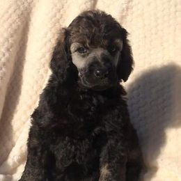 Goldendoodles and Poodles from Kanallakan’s Poodles & Doodles