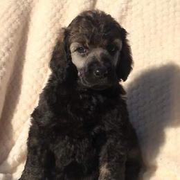 Goldendoodles and Poodles from Kanallakan’s Poodles & Doodles