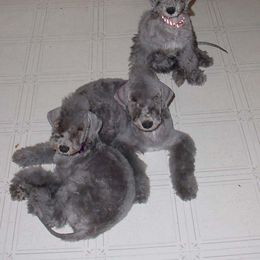 Bedlington Terrier Puppies from Elante Bedlingtons