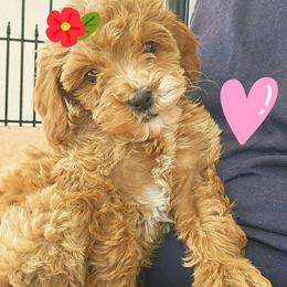 Sandy - Apricot female Goldendoodle puppy in Daytona Beach, Florida from Beach Doodles