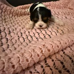 Hailey - Tri-color female Cavalier King Charles Spaniel puppy in Athens, Georgia from Sandy Cross Kennels