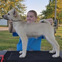 Forte Red - Wheaten female Norwegian Buhund puppy in Lawton, Michigan from J-Lyn