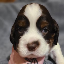 English Springer Spaniel Puppies from Rocky Top Springer Spaniels