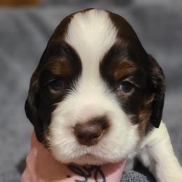 English Springer Spaniel Puppies from Rocky Top Springer Spaniels