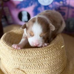 Charlotte - Red merle female Miniature Australian Shepherd puppy in California, Kentucky from Sonlight Ridge Aussies