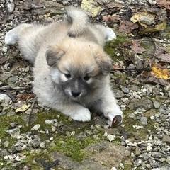 Lyra - Fawn and white female Icelandic Sheepdog puppy in Meadow Bridge, West Virginia from Valhalla Icelandic Sheepdogs