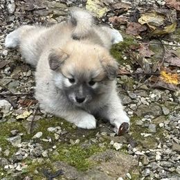Lyra - Fawn and white female Icelandic Sheepdog puppy in Meadow Bridge, West Virginia from Valhalla Icelandic Sheepdogs