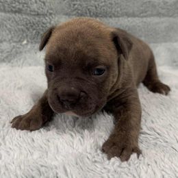 Boy 3 - male American Pit Bull Terrier puppy in Nine Mile Falls, Washington from Bartin Kennels
