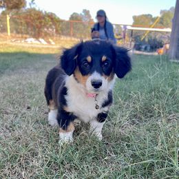 Emma Swan - Black and tan female Pembroke Welsh Corgi puppy in Athens, Texas from Ricochet Corgis