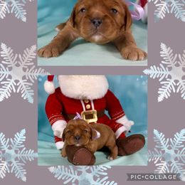 Blush - Ruby female Cavalier King Charles Spaniel puppy in De Pere, Wisconsin from Rose Garden Kennels