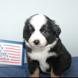 Star - Black tri female Miniature Australian Shepherd puppy in Kissee Mills, Missouri from Clinkenbeard Kennel