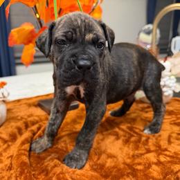 Green collar boy - Black brindle male Cane Corso puppy in St. Augustine, Florida from RG2 Cane Corsos