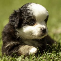 Miniature American Shepherd, Miniature Australian Shepherd, and Toy Australian Shepherd Puppies from Fine Hill Aussies