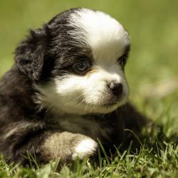 Miniature American Shepherd, Miniature Australian Shepherd, and Toy Australian Shepherd Puppies from Fine Hill Aussies