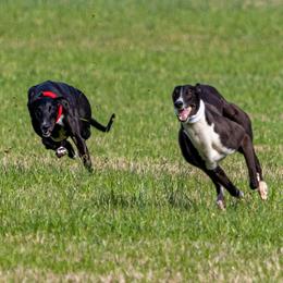 Greyhounds from SummerWind Farm Greyhounds