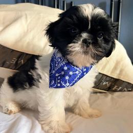 Tom - Black and white male Shih Tzu puppy in Hemet, California from Aloha Shih Tzu