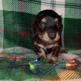 Jingle - Black and cream male Dachshund puppy in Poteau, Oklahoma from Sisters Dazzling Dachshunds
