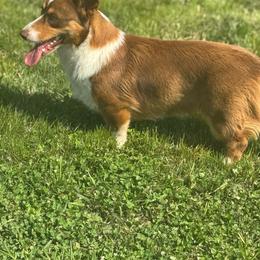 Maggie - Liver and white female Cardigan Welsh Corgi puppy in Westminster, Maryland from Serendipity Corgi's