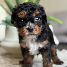 Barney - Tri-color male Cavapoo puppy in Sun City, Arizona from AZ Cavapoos
