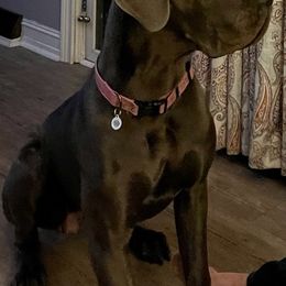 Great Danes from Twin Oaks Danes