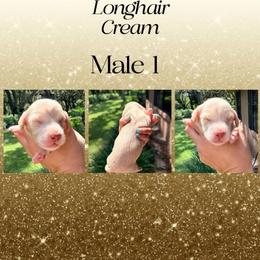 Olaf - Cream male Dachshund puppy in Pierson, Florida from Paige’s Mini Dachshunds
