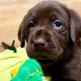 Kona - Chocolate Labrador Retriever puppy in Sandpoint, Idaho from Allen Sunnyside AKC Labs