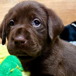 Kona - Chocolate Labrador Retriever puppy in Sandpoint, Idaho from Allen Sunnyside AKC Labs