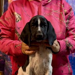 Kanga - Black and white female German Shorthaired Pointer puppy in Aitkin, Minnesota from Whispering’s GunDogs