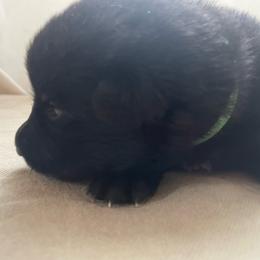 Green Girl - Panda female German Shepherd puppy in Wayne, Maine from Copper Hill German Shepherds