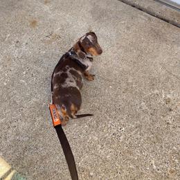Jelly - Dachshund