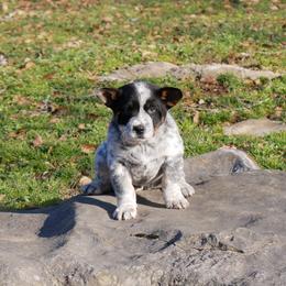Court - Blue male Australian Cattle Dog puppy in Buffalo Valley, Tennessee from Buffalo Valley Breeders