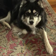 Loki - Siberian Husky
