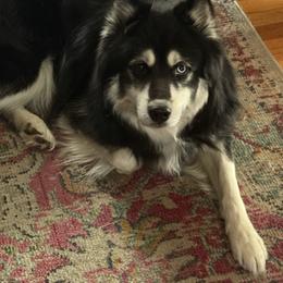 Loki - Siberian Husky