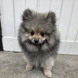 Bennie - Cream sable male Pomeranian puppy in Oak Forest, Illinois from Illinois Poms
