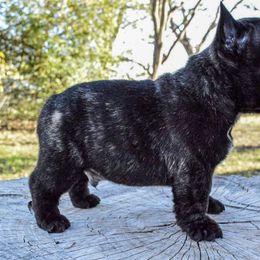 French Bulldog Puppies from Divine Kennels