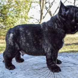 French Bulldog Puppies from Divine Kennels