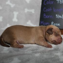 Snickers (light green collar) - Red male Dachshund puppy in Prospect, Oregon from Spunky Sausage Pups