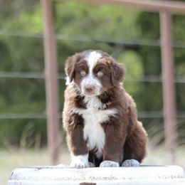 Australian Shepherd Puppies from Broken Arrow Australian Shepherds