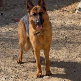 Bella - Black and red female German Shepherd puppy in Whitewater, California from Vom Haus Metzler Shepherds