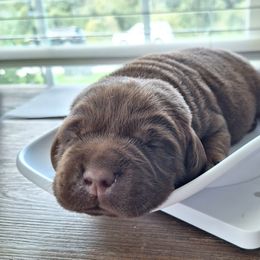 Labrador Retriever Puppies from Fetching Labrador Retrievers