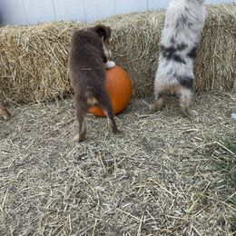 Miniature Australian Shepherd Puppies from Wild Outlaw Aussies