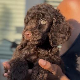 Golden Hour - Brown male Poodle puppy in Corona, California from Garden Of Poodles
